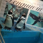 池袋で超人気の『ペンギンのいるBAR』に突入してきました！ペンギンバーで餌やりは出来るの！？【レポート記事】